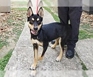 Australian Kelpie-Unknown Mix Dogs for adoption in Houston, TX, USA