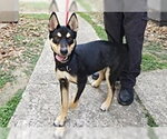 ODYSSEUS - Male Australian Kelpie-Unknown Mix Dog for Adoption - Small photo