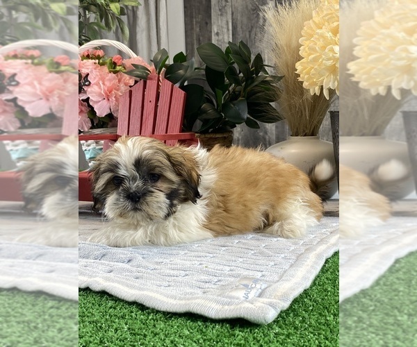 Medium Photo #3 Shih Tzu Puppy For Sale in CANOGA, NY, USA