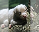 Puppy Silver Boy Labrador Retriever