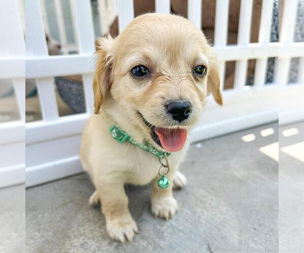 Medium Photo #2 Chihuahua-Unknown Mix Puppy For Sale in San Diego, CA, USA