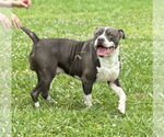 Small #6 American Pit Bull Terrier