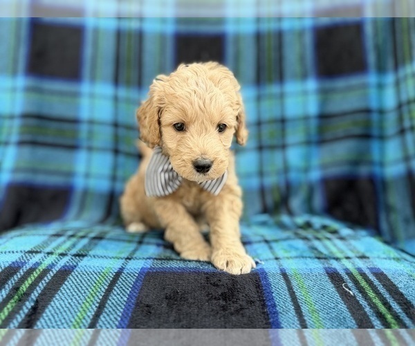 Medium Photo #6 Goldendoodle Puppy For Sale in LAKELAND, FL, USA