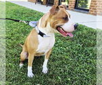 Small #2 American Pit Bull Terrier Mix