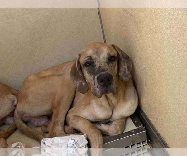 Medium Photo #4 Great Dane Puppy For Sale in Bullard, TX, USA