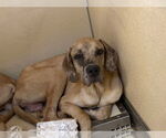 Small #3 Great Dane