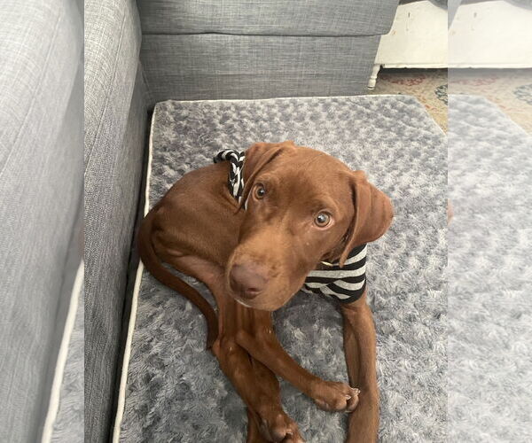 Medium Photo #3 Labrador Retriever-Unknown Mix Puppy For Sale in Wheaton, IL, USA