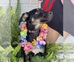 Small Photo #16 Rat Terrier-Unknown Mix Puppy For Sale in Mount Laurel, NJ, USA