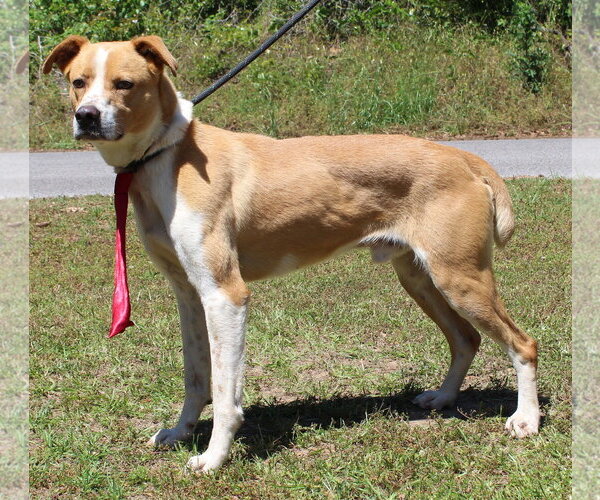 Medium Photo #3 Mutt Puppy For Sale in Prattville, AL, USA