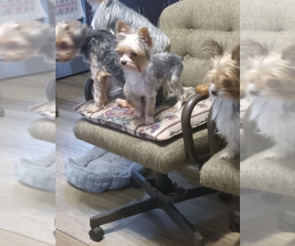 Medium Photo #1 Yorkshire Terrier Puppy For Sale in JAMAICA, IA, USA