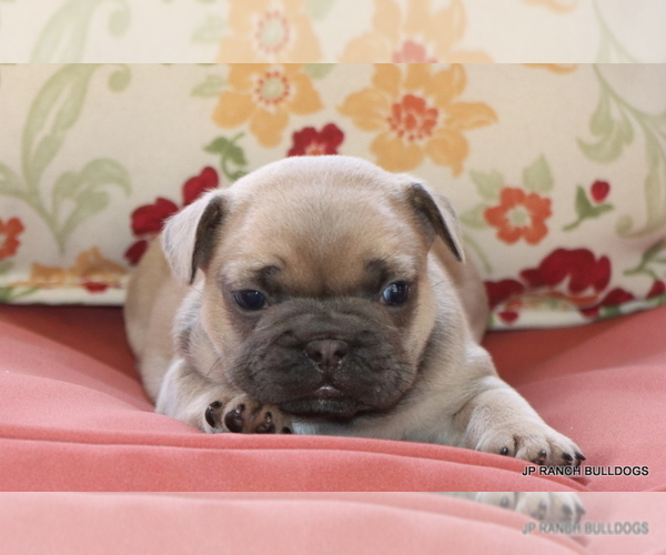 Medium Photo #6 French Bulldog Puppy For Sale in WINNSBORO, TX, USA