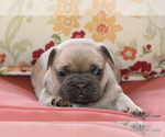 Small #5 French Bulldog
