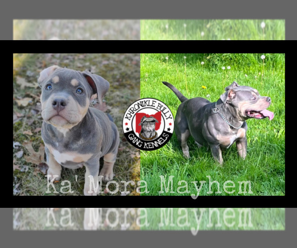 Medium Photo #1 American Bully Puppy For Sale in CUYAHOGA FALLS, OH, USA