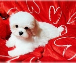 Small #4 Maltese
