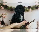 Puppy Genesis AKC Poodle (Miniature)