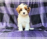 Small #1 Cavapoo (Miniature)