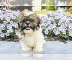 Puppy Silas Shih Tzu