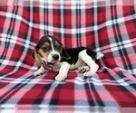 Small #5 Beagle