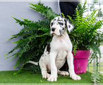 Small #8 Great Dane