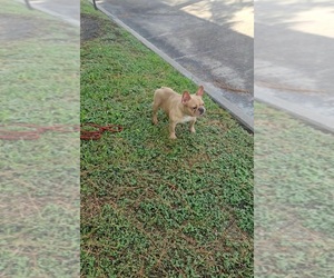 French Bulldog Puppy for sale in HOUSTON, TX, USA