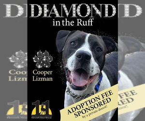 Lab-Pointer Dogs for adoption in Rockaway, NJ, USA