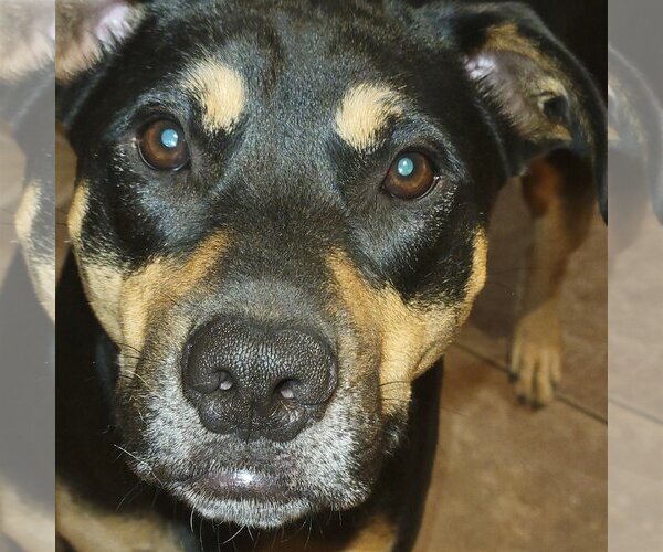 Medium Photo #2 Staffordshire Bull Terrier-Unknown Mix Puppy For Sale in Spring, TX, USA