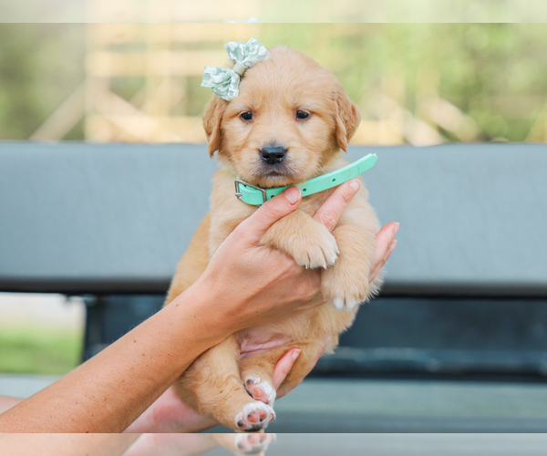 Medium Photo #3 Golden Retriever Puppy For Sale in LIBERTY, KY, USA