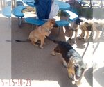 Small Photo #15 German Shepherd Dog-Unknown Mix Puppy For Sale in Apple Valley, CA, USA