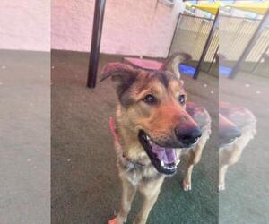 Mutt Dogs for adoption in Rockwall, TX, USA