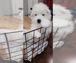 Samoyed Puppy for sale in LOMA LINDA, CA, USA