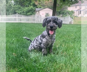 Australian Labradoodle Puppy for sale in NOBLESVILLE, IN, USA