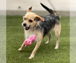 Mutt Dogs for adoption in La Verne, CA, USA
