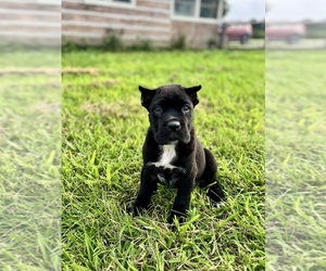 Cane Corso Puppy for sale in CLARKRANGE, TN, USA
