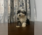 Small #66 Havanese