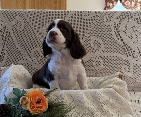 Medium Photo #1 English Springer Spaniel Puppy For Sale in OWEN, WI, USA