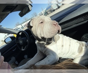 Chinese Shar-Pei Puppy for sale in ZANESVILLE, OH, USA