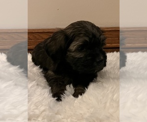 Havanese Puppy for sale in NEW SALISBURY, IN, USA