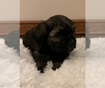 Small Photo #1 Havanese Puppy For Sale in NEW SALISBURY, IN, USA