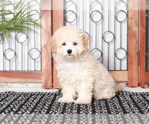 Maltipoo Puppy for sale in NAPLES, FL, USA