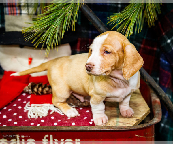Medium Photo #22 Dachshund Puppy For Sale in WAKARUSA, IN, USA