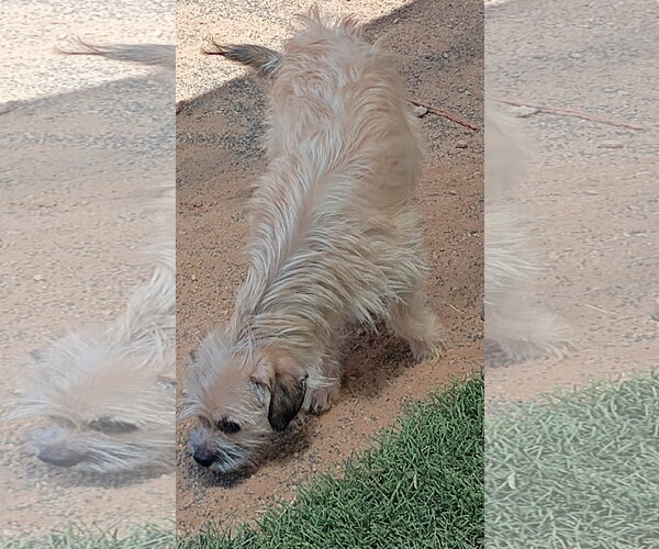 Medium Photo #3 Mutt Puppy For Sale in Apple Valley, CA, USA