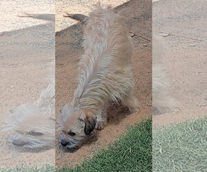 Pal - Male Mutt Dog for Adoption - Photo #3