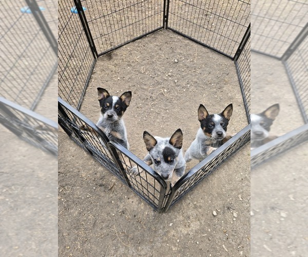 Medium Photo #1 Australian Cattle Dog Puppy For Sale in SAN ANTONIO, TX, USA