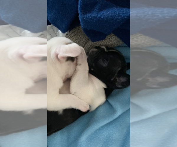 Medium Photo #8 French Bulldog Puppy For Sale in SAN DIEGO, CA, USA