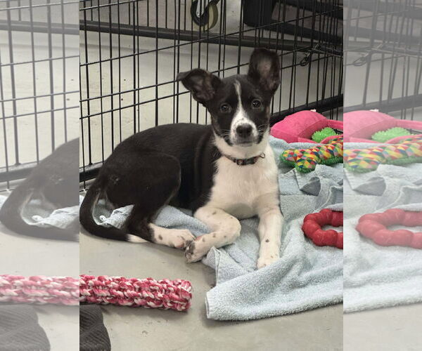Medium Photo #2 Australian Shepherd-Colonial Cocker Spaniel Mix Puppy For Sale in Anchorage, AK, USA