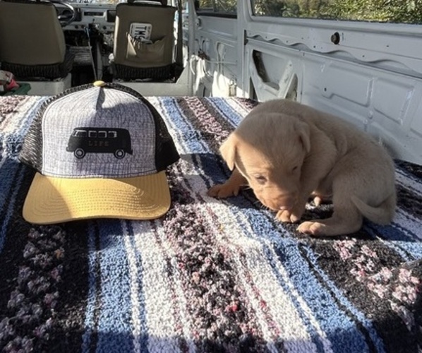 Medium Photo #2 Labrador Retriever Puppy For Sale in LEASBURG, MO, USA