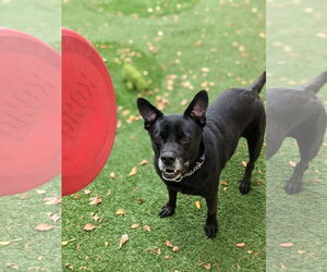 Sadie - Female Labrador Retriever-Unknown Mix Dog for Adoption - Photo #26