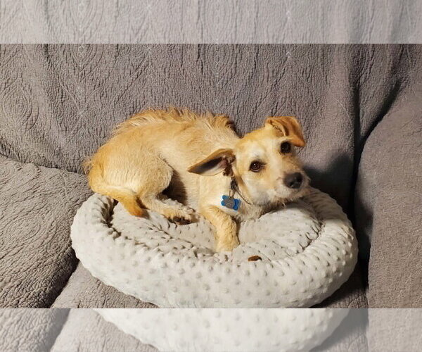 Medium Photo #5 Dachshund-Unknown Mix Puppy For Sale in Fresno, CA, USA