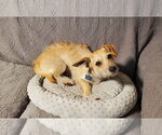 Small #4 Dachshund Mix