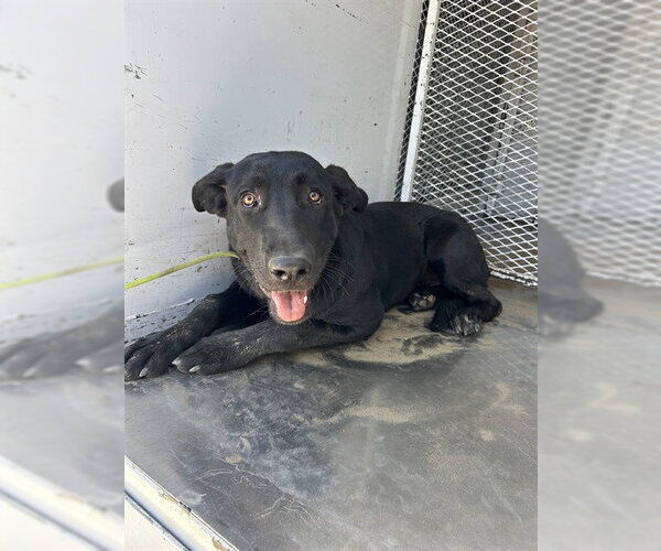 Medium Photo #1 Labrador Retriever-Unknown Mix Puppy For Sale in Bakersfield, CA, USA